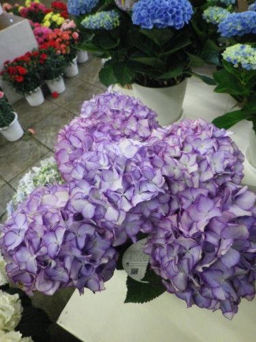 画像の名前を入力