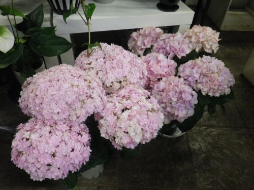 画像の名前を入力