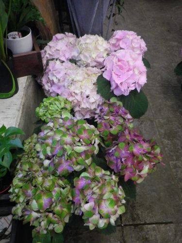 画像の名前を入力