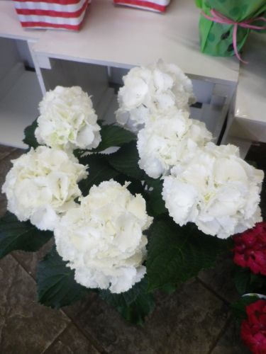 画像の名前を入力