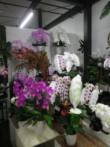 画像の名前を入力