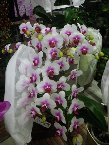 画像の名前を入力