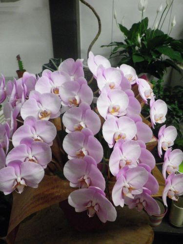 画像の名前を入力