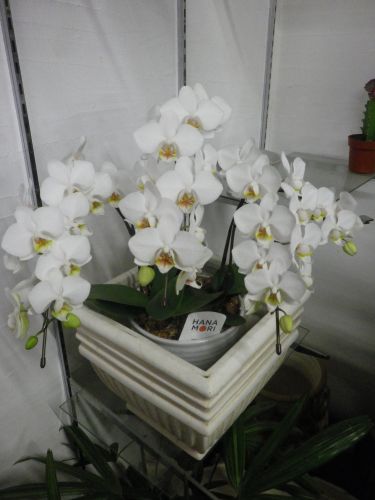 画像の名前を入力