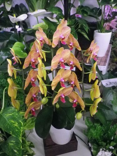 画像の名前を入力