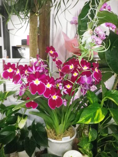 画像の名前を入力