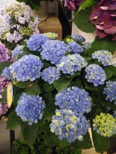 画像の名前を入力