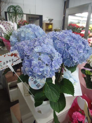 画像の名前を入力