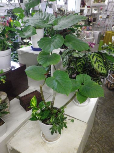 画像の名前を入力