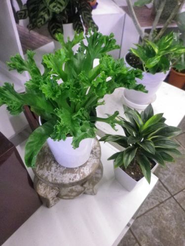 画像の名前を入力