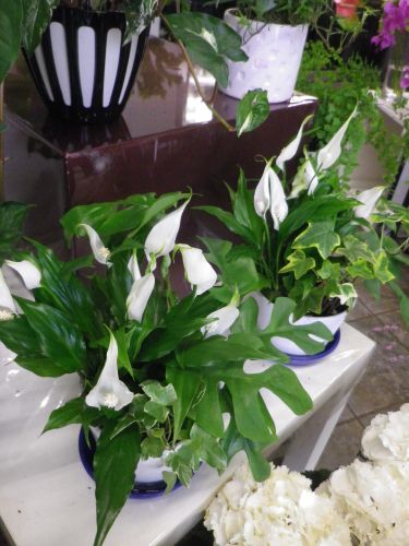 画像の名前を入力