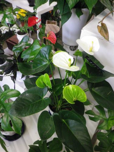 画像の名前を入力