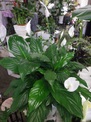 画像の名前を入力