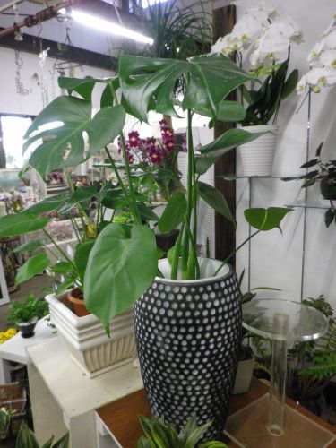 画像の名前を入力