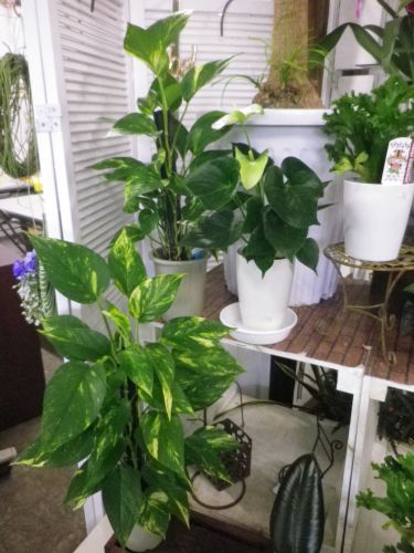 画像の名前を入力