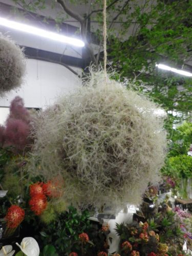 画像の名前を入力