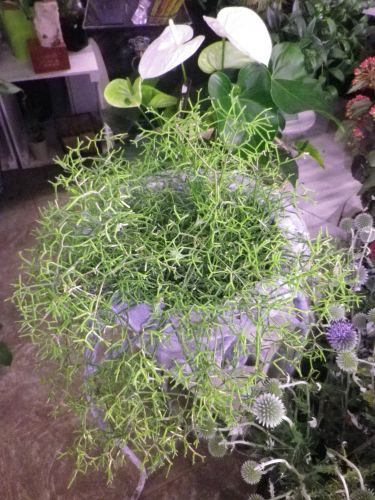 画像の名前を入力