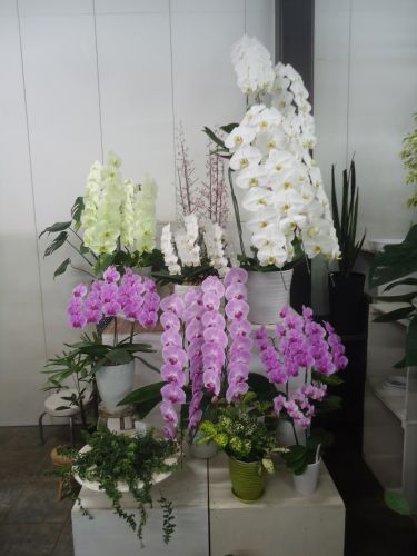 画像の名前を入力