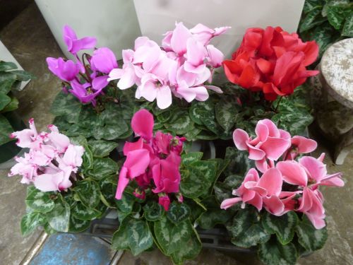 画像の名前を入力