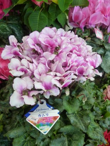 画像の名前を入力