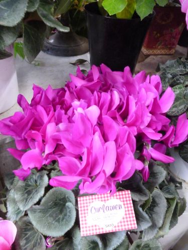 画像の名前を入力