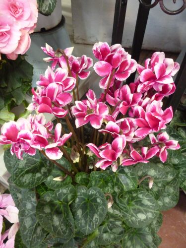 画像の名前を入力