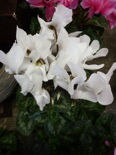 画像の名前を入力