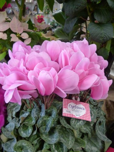 画像の名前を入力