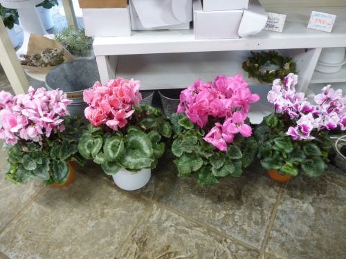 画像の名前を入力