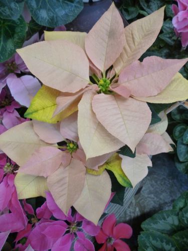 画像の名前を入力