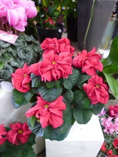 画像の名前を入力