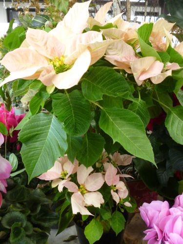 画像の名前を入力