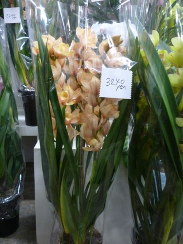 画像の名前を入力