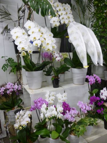 画像の名前を入力