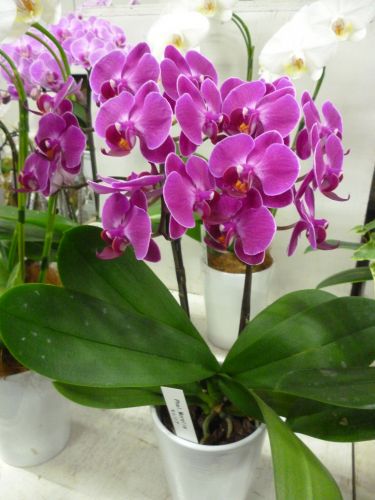 画像の名前を入力