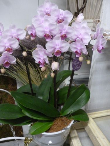 画像の名前を入力