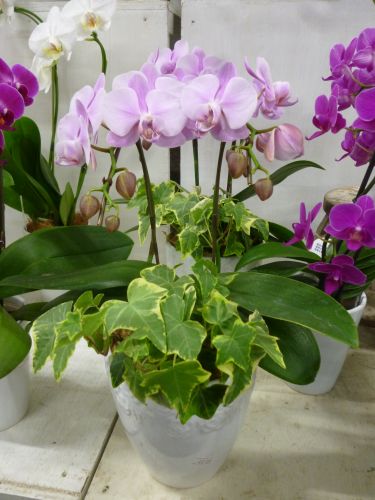 画像の名前を入力