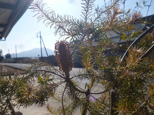 画像の名前を入力