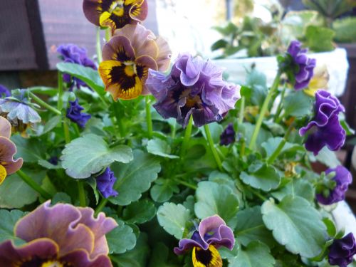 画像の名前を入力