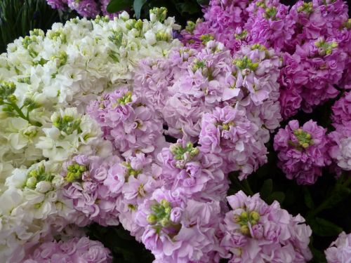 画像の名前を入力