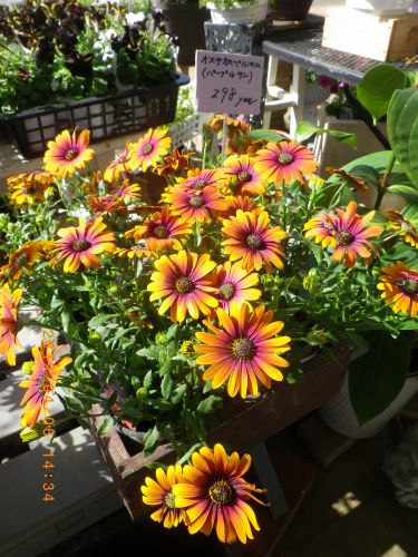 画像の名前を入力