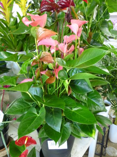 画像の名前を入力