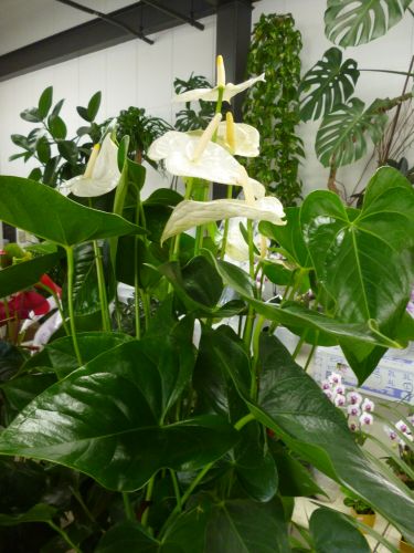 画像の名前を入力