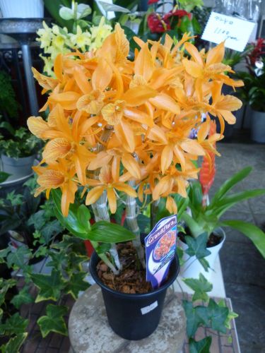 画像の名前を入力