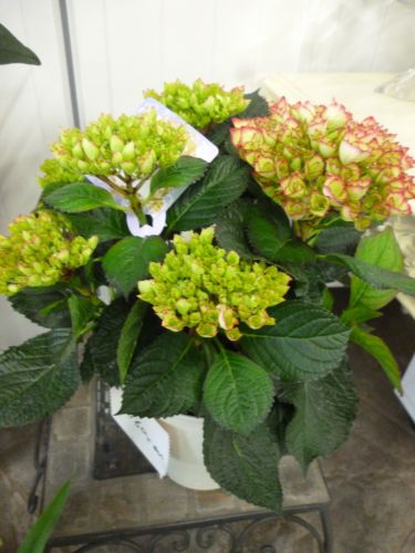 画像の名前を入力