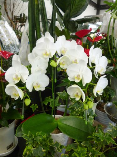 画像の名前を入力