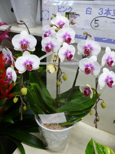 画像の名前を入力