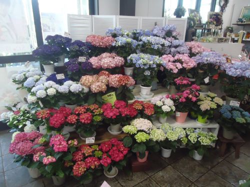 画像の名前を入力