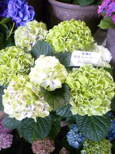 画像の名前を入力