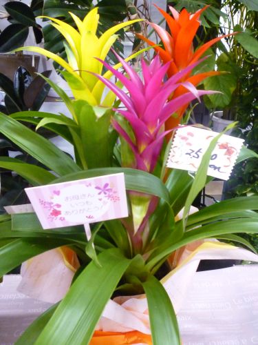 画像の名前を入力